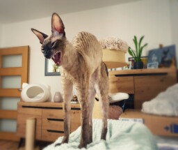 IMG_20250220_2052101